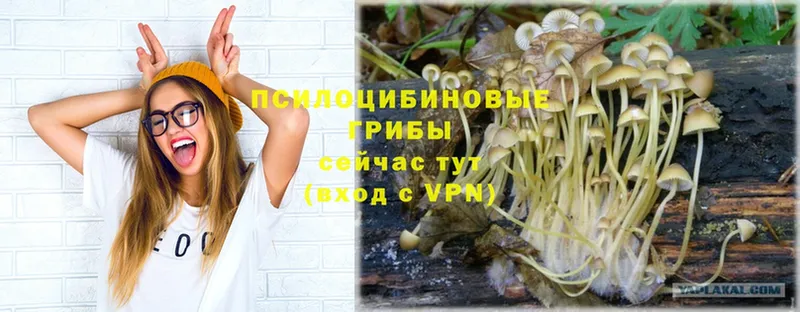 Псилоцибиновые грибы Magic Shrooms  Катайск 